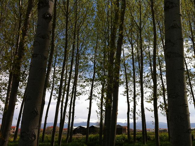 ChoperasGranada