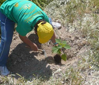 Plantaarbol1